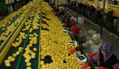 Limon üreticisine AKP’den dışsatım darbesi
