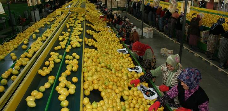 Limon üreticisine AKP’den dışsatım darbesi