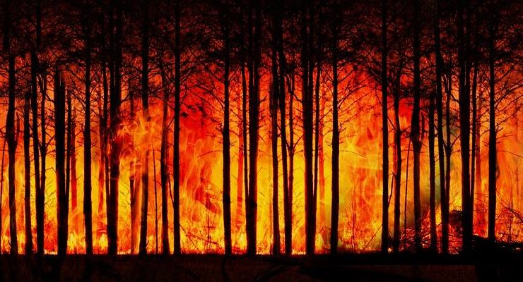 Datça’da orman yangını…