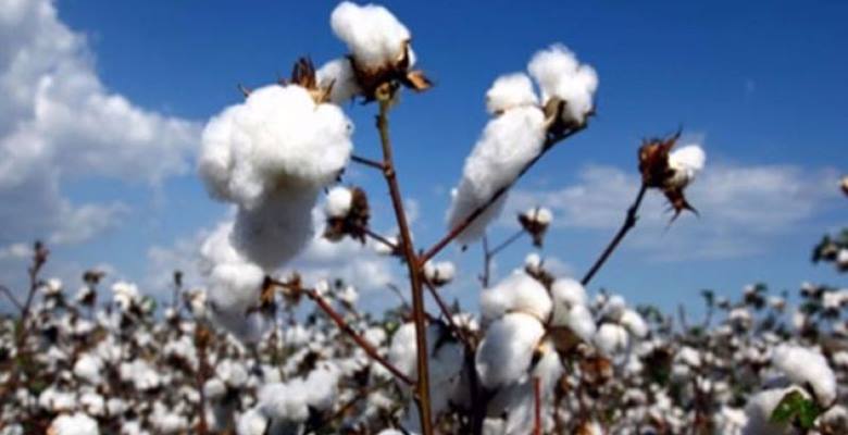 Adana’da pamuk hasadı başlarken, taban fiyatıyla birlikte, desteklemenin yetersizliğine dikkat