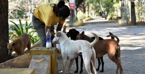 Katliama, barınaklara toplamaya hayır imza kampanyası