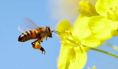 Ekosistemin en önemli parçası; Arılar 