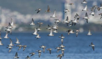 2021 Sonbahar Dönemi Kuş Göçü İzleme Çalışması