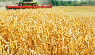 Buğday fiyatı 14 yılın doruğunda…