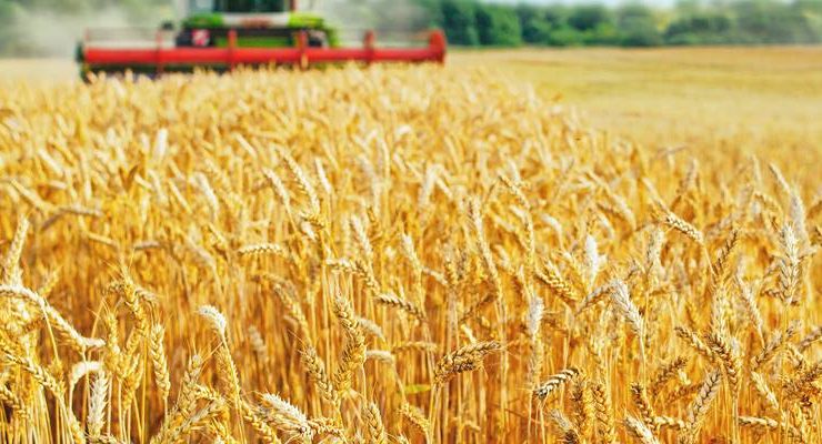 “Buğdayın ton fiyatı 400 USD üzerini görür!”