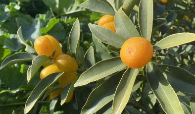 “Altın portakal” kumkuat İzmir’de üretilmeye başlandı