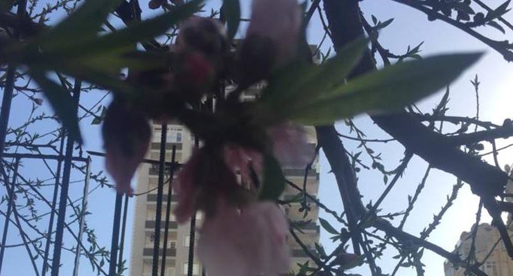 Adana’da şeftali çiçek açtı…
