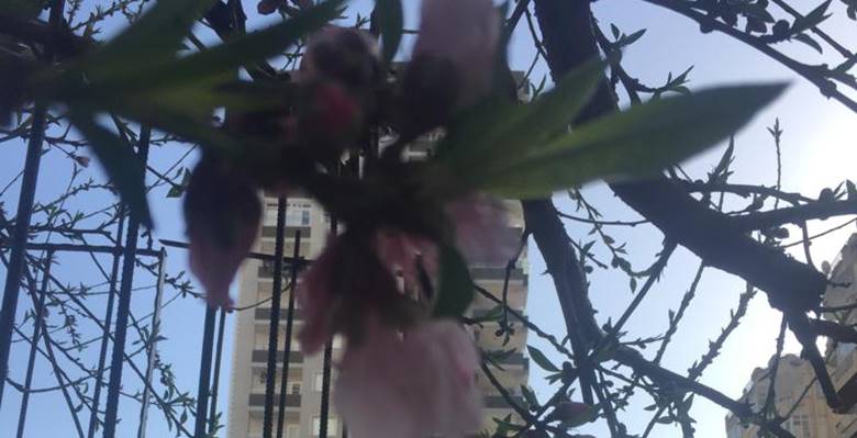 Zorlu geçen bir kış mevsiminin ardından Adana’da havalar ısındı. Adana