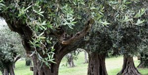 “Zeytin yasasına aykırı” bulundu…