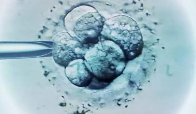 Yumurta ile sperm kullanmadan sentetik embriyo geliştirildi