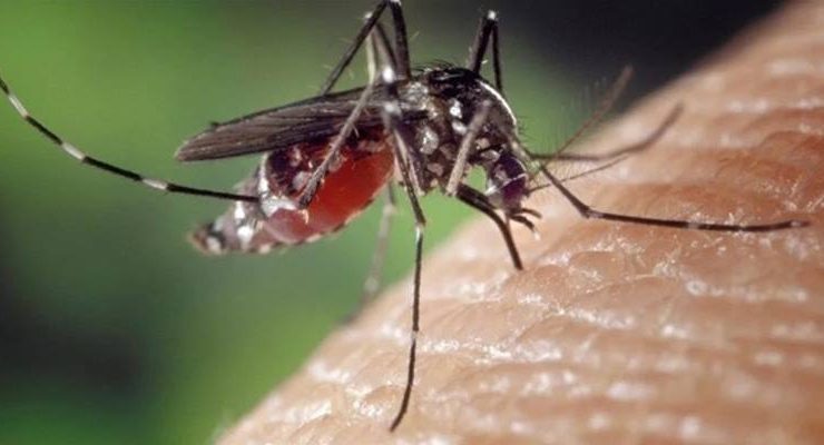 Sivrisinekten korunmak için ne yapmalı?