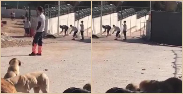 Sosyal medyada paylaşılan, Konya Hayvan Barınağı’ndaki şiddet görüntüleri görenlerin tepkisine