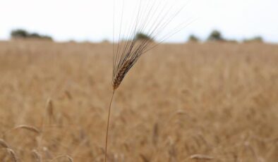 Korkut “buğday taban fiyatı en az 11 lira olmalı” dedi…
