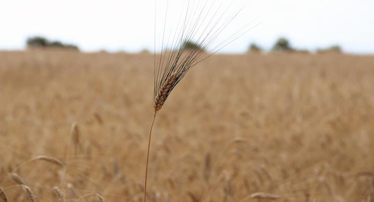 Korkut “buğday taban fiyatı en az 11 lira olmalı” dedi…
