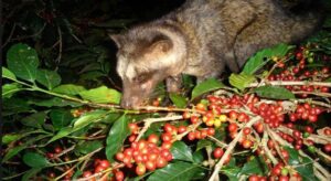 Endonezya’nın tropik cennetinde, Luwak isimli misk kedisi, kahve meyvelerinin en lezzetlilerini seçerek bir