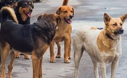AKP sokak hayvanları düzenlemesinde geri adım atacak mı?
