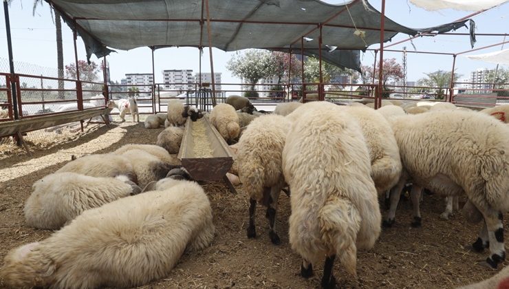 Çukurova’da kurban satış ve kesim yerleri denetlendi