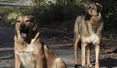 Sokak köpeklerine “ötenazi” önerisi mecliste… 