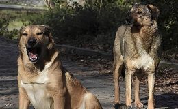 Gömülü, onlarca köpek cesedi..