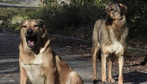 Ankara- Altındağ ilçesinde katledilmiş ve gömülü halde onlarca köpeğin cesedi