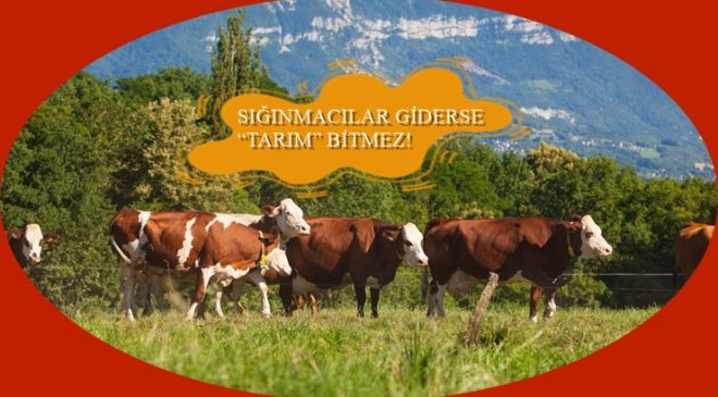 Sığınmacılar giderse “tarım” bitmez!