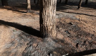 Çukurova’da koruluk alan ateşe verildi!