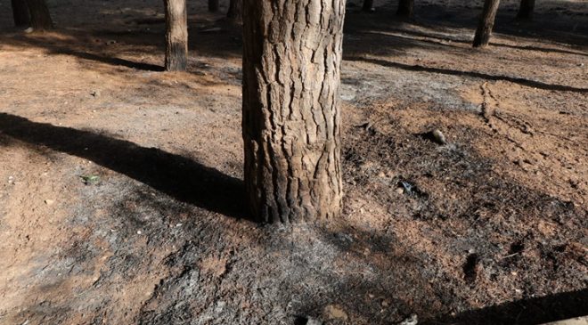 Çukurova’da koruluk alan ateşe verildi!