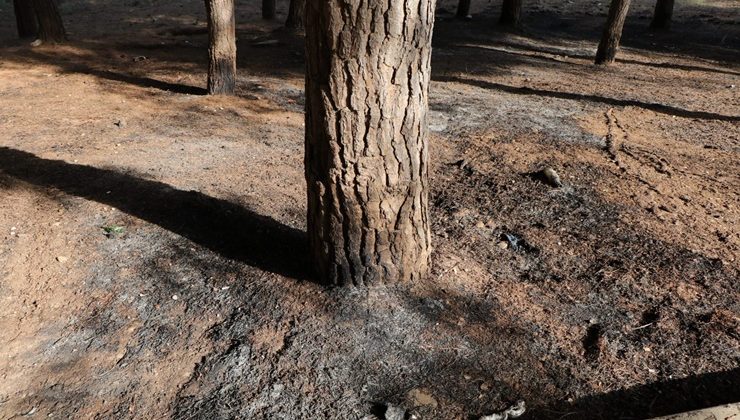 Çukurova’da koruluk alan ateşe verildi!