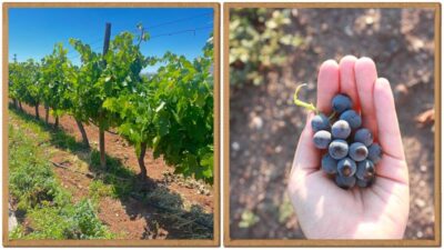 Vin.Spa serisi, Kalecik Karası üzümünden elde edilen içeriklerle kozmetik sektörüne