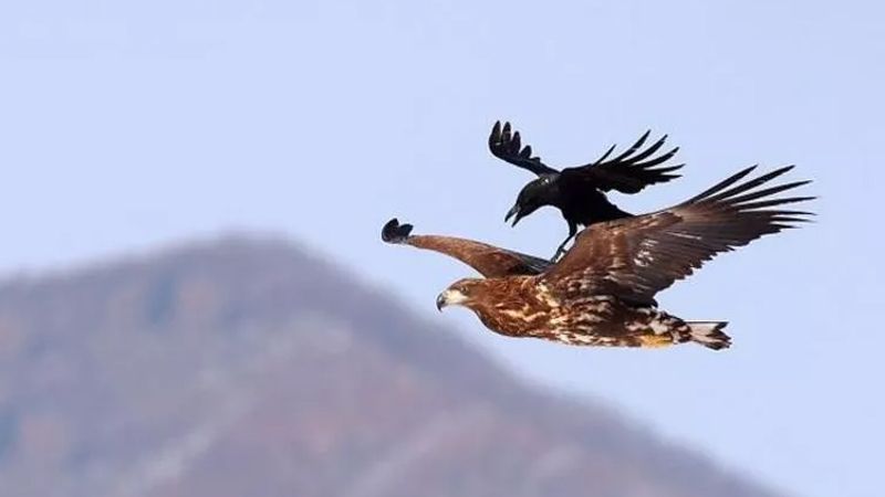-Kartala saldıran tek kuş kargadır. Ansızın saldırır üstüne oturur, Kartalın