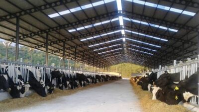 Animals dergisinde yayımlanan uluslararası araştırma, endüstriyel hayvancılığın iklim ile biyoçeşitlilik