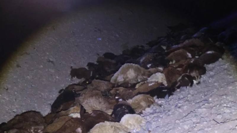 Iğdır’da küçükbaş hayvancılıkla geçimini sağlayan üreticiler, eşine az rastlanır bir