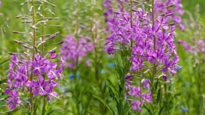 Yakı otu (Epilobium), küpe çiçeğigiller familyasına ait, genellikle sulak alanlarda,